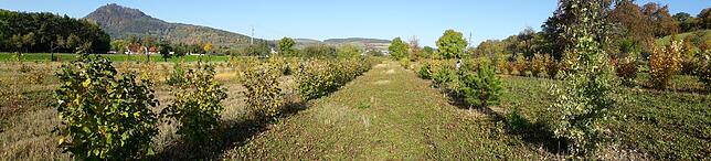 Die Trüffelplantage der Kobersteins enthält verschiedene Bäume: Österreichische Schwarzkiefern, Buchen sowie Zerr- und Stieleichen.