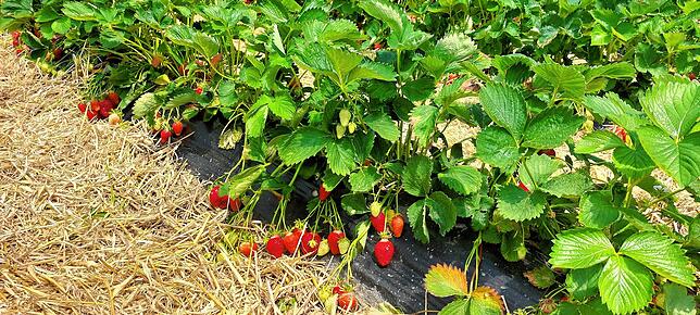 Tunnelerdbeeren im Landkreis Konstanz.