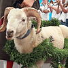 Bockverlosung der 551. Waldshuter Chilbi am 18. August im Festzelt auf dem Chilbiplatz. Bockgewinner vom &bdquo;Heinz der Gönner&ldquo; ...