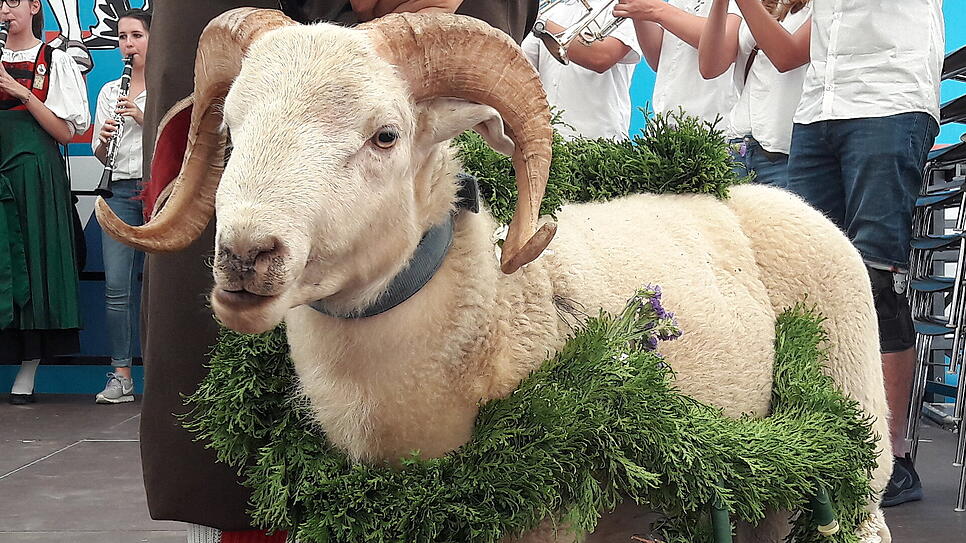 Bockverlosung der 551. Waldshuter Chilbi am 18. August im Festzelt auf dem Chilbiplatz. Bockgewinner vom &bdquo;Heinz der Gönner&ldquo; ...