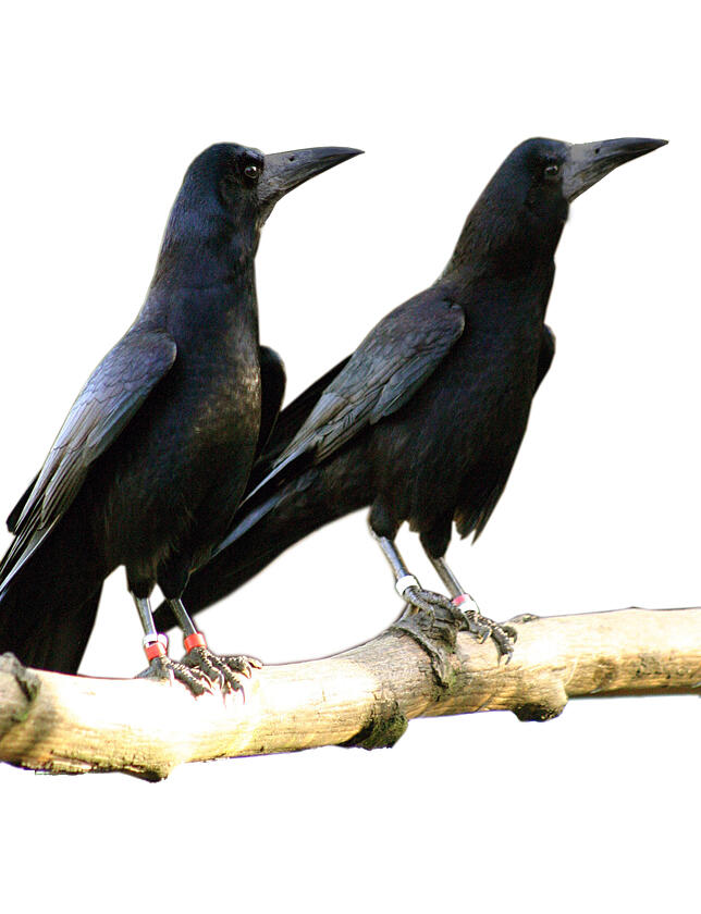 Zwei Saatkrähen – manchmal werden die Vögel auch schon mal rabiat.