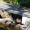 Diese Enten fühlen sich wohl am noch vorhandenen Kanal an der Schwarzen Säge. Werden sie umgesiedelt?