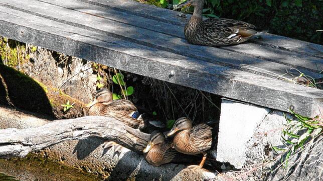 Diese Enten fühlen sich wohl am noch vorhandenen Kanal an der Schwarzen Säge. Werden sie umgesiedelt?