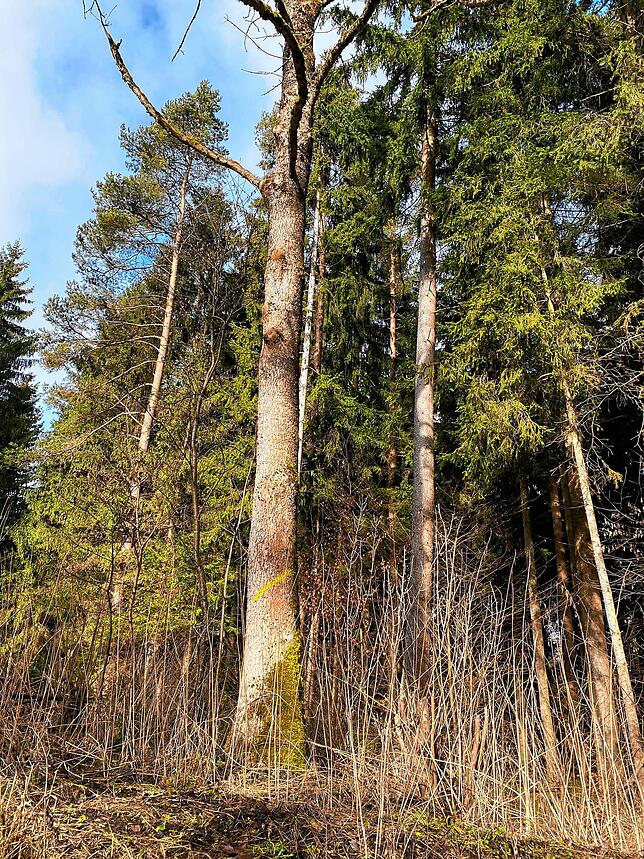 Alte, vom Eschentriebsterben befallene Esche am Wegekreuz im Schellenberg.