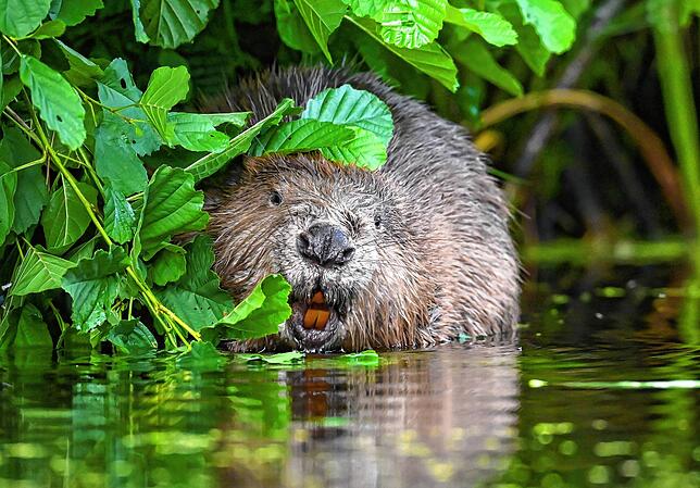 Bild 5: Biber werden in Sauldorf zum Problem: Falsche Verdächtigungen nach Zerstörungen von Biberbauwerken