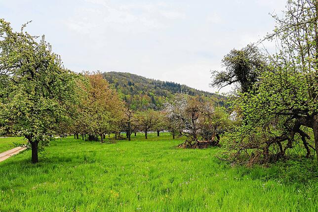 Bild 16: Streit um das Freiwiesle: So sieht die Streuobstwiese aktuell aus