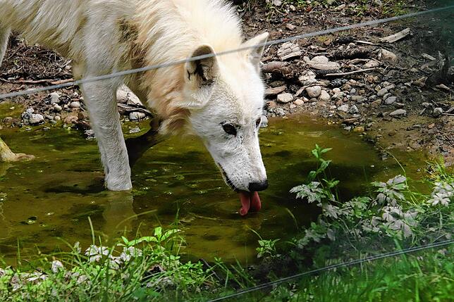 Polarwölfe und viele weitere Tiere gibt es im Wildpark Allensbach zu sehen.