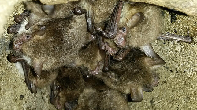 Die Fledermauspopulation am Grafenhausener Schlüchtsee entwickelt sich erfreulich. Bild:  Dorotheé Kuhlmann