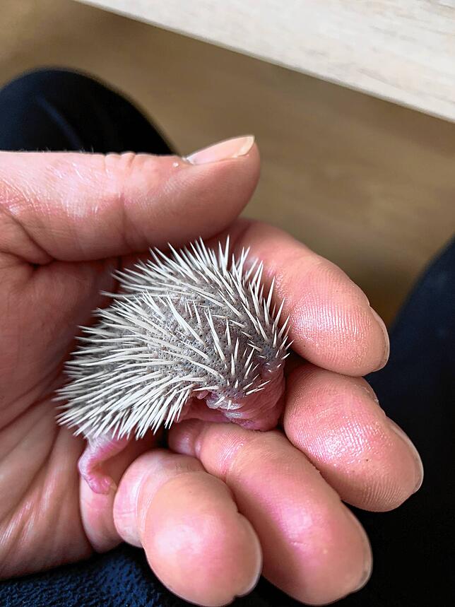 Erst ein paar Tage alt ist dieses Igel-Baby – die Stacheln sind noch ganz weich und die Augen geschlossen.
