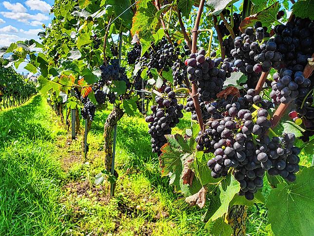 Das Weingut Kress produziert erfolgreiche Bodenseeweine.