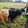 Landwirt Herbert Reichmann und Laura Matscher von der Weide GbR mit ihren Schützlingen: Die schottischen Hochlandrinder bekommen nur ...