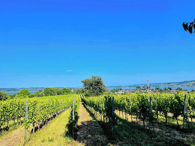 Wie viel Wein auf der Insel angebaut wird und auf dem fruchtbaren Boden wunderbar gedeiht, wird er richtig oben auf der Hochwart deutlich.