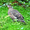 Das Auerhuhn braucht mehr Schutz, damit seine Bestände nicht noch weiter zurückgehen. Bild: Pixabay