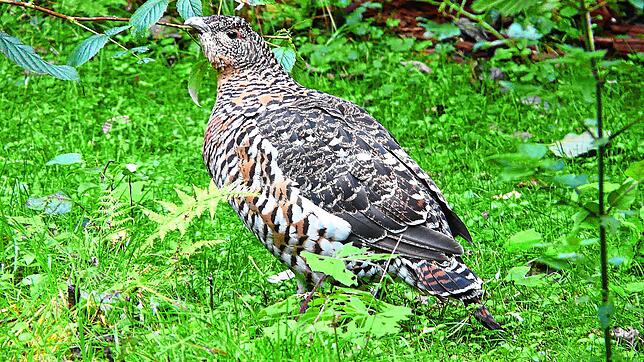 Das Auerhuhn braucht mehr Schutz, damit seine Bestände nicht noch weiter zurückgehen.