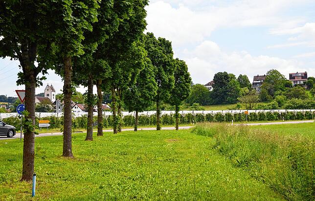 Einige Bäume an der Otto-Lilienstraße werden für den geplanten Radweg fallen müssen.