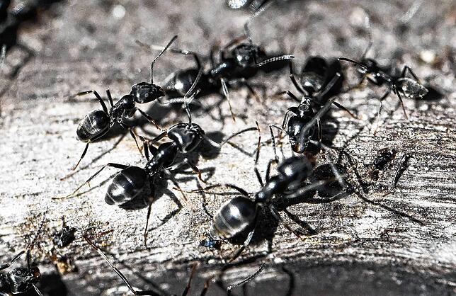 Die als invasiv geltende Ameisen-Gattung Tapinoma magnum wurde, wie hier, etwa in Schutterwald bei Offenburg gesichtet. Im Bodenseekreis ...