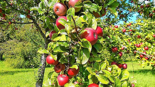 Streuobstwiesen, wie diese hier in Nordschwaben, leisten einen Beitrag zum Klimaschutz &ndash; kosten die Stadt aber auch Geld.