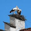 Die zwei Störche in ihrer Nest-Baustelle auf dem Staffelgiebel der Familie Bensel.