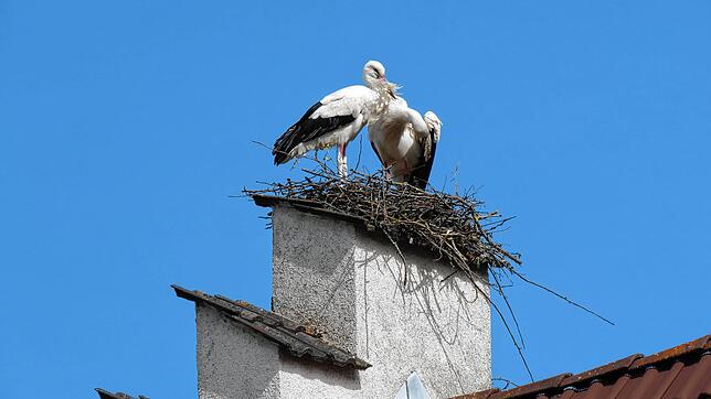 Die zwei Störche in ihrer Nest-Baustelle auf dem Staffelgiebel der Familie Bensel.