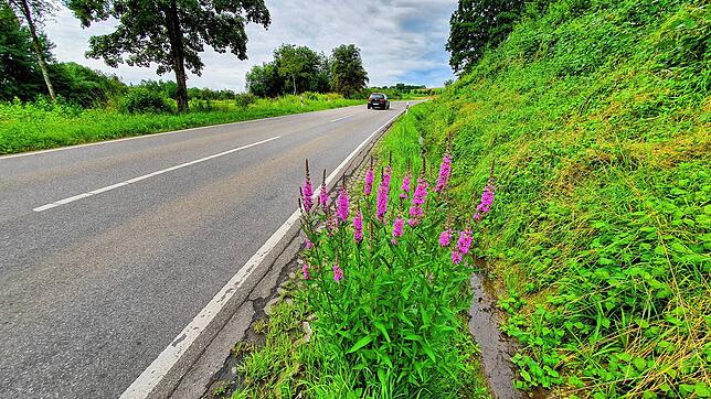 Eine Chance für den Blutweiderich: Wenn der VS-Mäher die Straßenränder auf ganz flach absenst, dann ist nicht alles dahin.