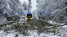 Ein Baum stürzte auf die Konstanzer Universitätsstraße und blockierte die Straße und den Gehweg. Die Feuerwehr rückte aus. Es war nur ...