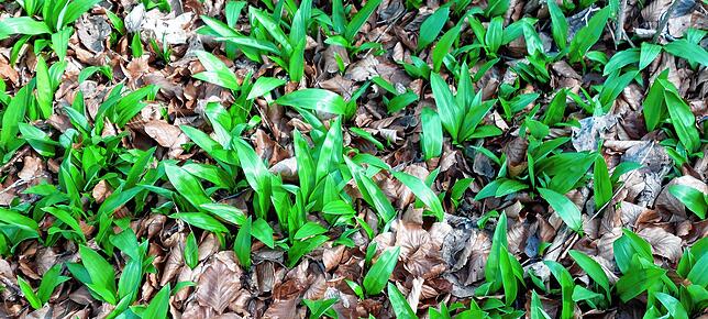 Bärlauch überall: Im Wald am Buchberg findet man aktuell viele üppig bewachsene Bärlauchstellen.