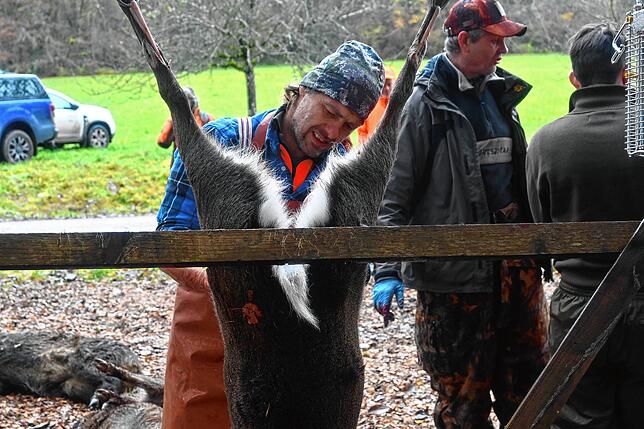 Bild 11: Schüsse im Revier: So läuft eine Drückjagd ab