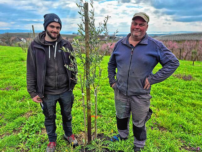 Bruno Wagner (rechts) mit Sohn Thomas Wagner. In der Mitte steht eine Investition für die Zukunft: der Olivenbaum.