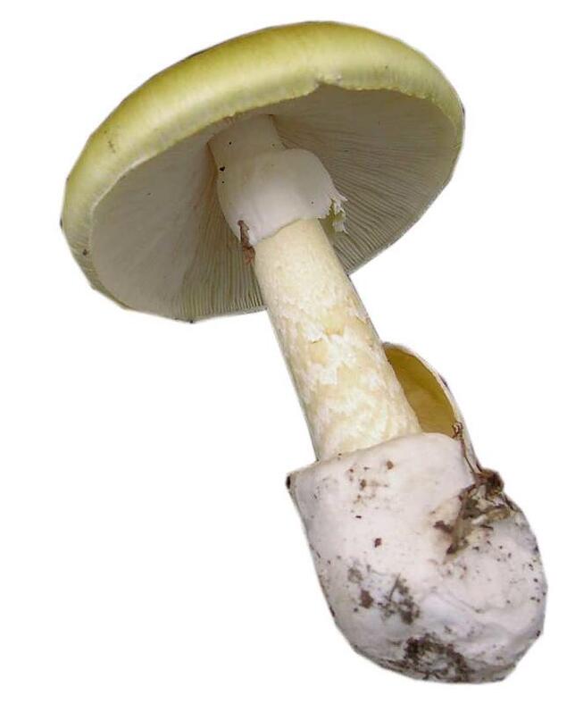 Grüner Knollenblätterpilz (Amanita phalloides).