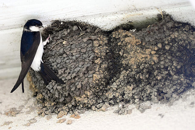 Nester von Mehlschwalben hängen unter einem Vorsprung. Für Schwalben wird die Aufzucht ihrer Jungen immer schwieriger.