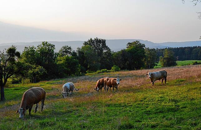 Ausblick auf Tiere.