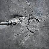 Vollständige Fossilien von Belemniten sind bisher ausschließlich aus Süddeutschland bekannt, so wie dieser Passaloteuthis aus Holzmaden.