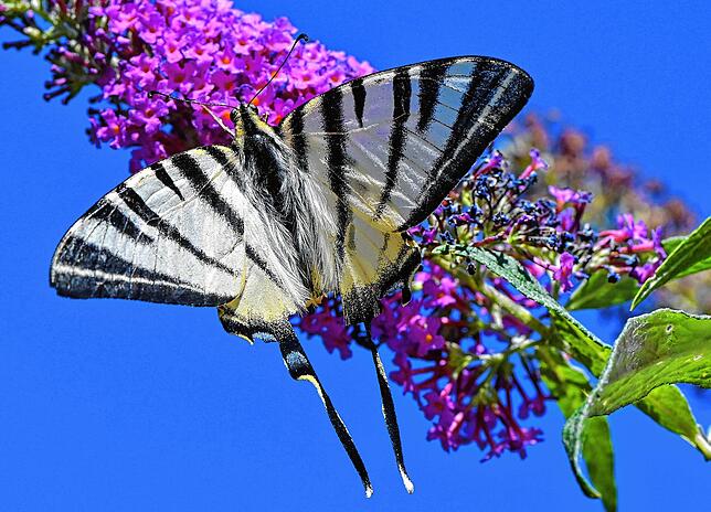 Ein Segelfalter auf der Blüte eines Sommerflieders. Die Pflanze lockt die Insekten an und macht doch Probleme.