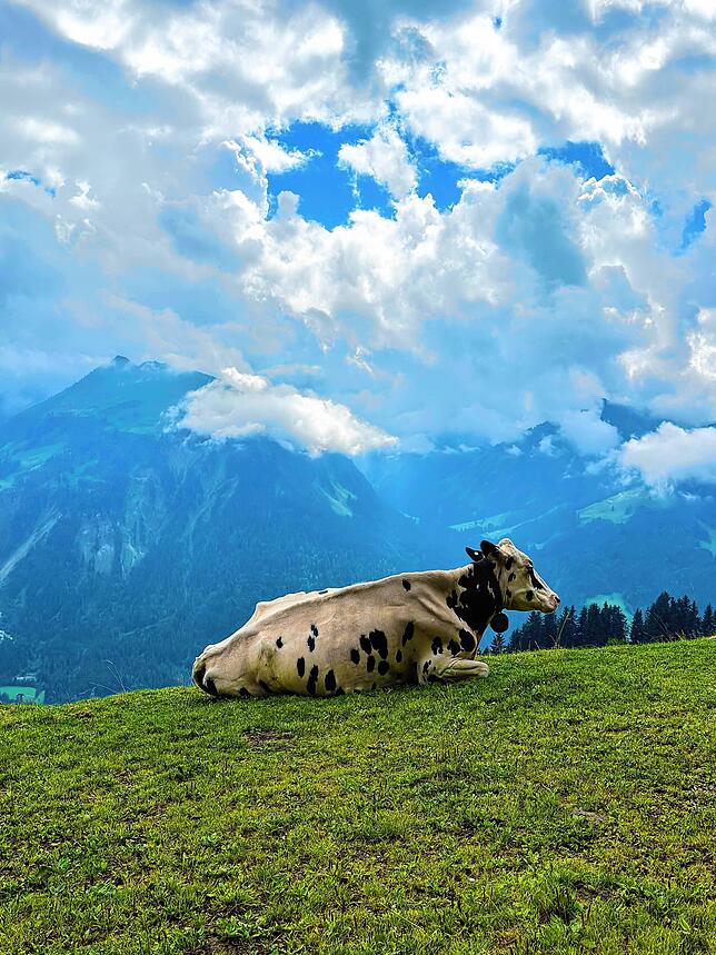 Das Foto mit der Kuh vor dieser tollen Bergkulisse entstand beim Wandern am Diedamskopf im Bregenzerwald – musste einfach festgehalten ...