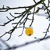 Ein letzter, vergessener Apfel, hängt nach dem Winter noch an einem Baum auf einer Streuobstwiese. Nirgends sonst in Mitteleuropa gibt ...