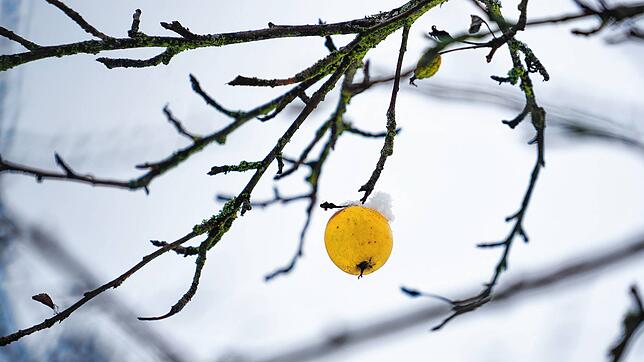 Ein letzter, vergessener Apfel, hängt nach dem Winter noch an einem Baum auf einer Streuobstwiese. Nirgends sonst in Mitteleuropa gibt ...