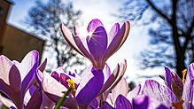 Endlich: Der Frühling naht und bringt uns seine fröhlichen Farben zurück. Bild: dpa