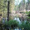 Etwa drei Hektar Wald wurden durch den Dammbau des Bibers im Wald zwischen Ruhestetten und Sentenhart unter Wasser gesetzt.