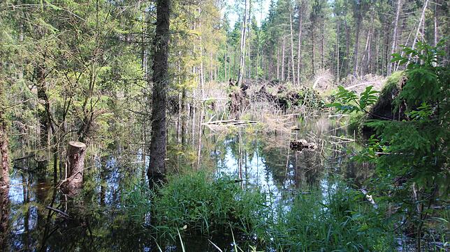 Etwa drei Hektar Wald wurden durch den Dammbau des Bibers im Wald zwischen Ruhestetten und Sentenhart unter Wasser gesetzt.