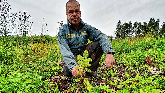 Tobias Kühn zeigt im Juli 2021 die mögliche Zukunft des Schwarzwalds: Auf einem Versuchsfeld bei Villingen sind jetzt auch für ...