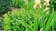 Beim Gartenwettbewerb gibt es neue Kategorien. In diesem Jahr werden unter anderem Bauerngärten in den Wettbewerb mit aufgenommen. Foto: ...