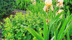 Beim Gartenwettbewerb gibt es neue Kategorien. In diesem Jahr werden unter anderem Bauerngärten in den Wettbewerb mit aufgenommen. Foto: ...