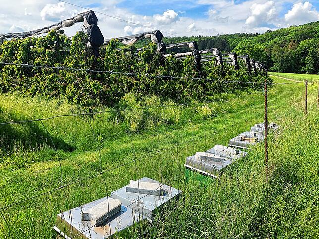 Bild 7: Wandern vor der Haustür (Teil 4): Durch den Bürgerwald zum Küssaberger Rheinufer