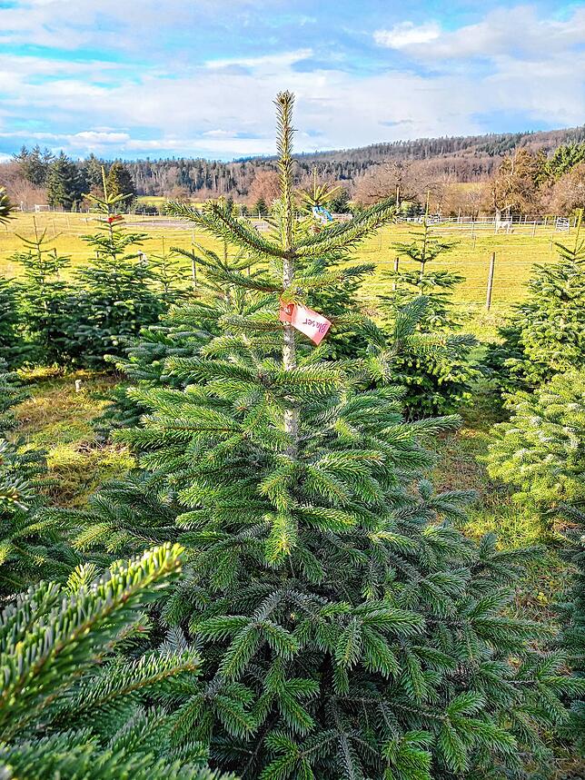 O Tannenbaum, o Tannenbaum bald wird eröffnet dein schönster Traum: Der Weihnachtsbaum von Peter Blaser in Grießen noch ohne Schmuck.