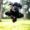 Toben gerne mal wild herum: Hunde wie der Cocker Spaniel namens &bdquo;Lilli&ldquo;.