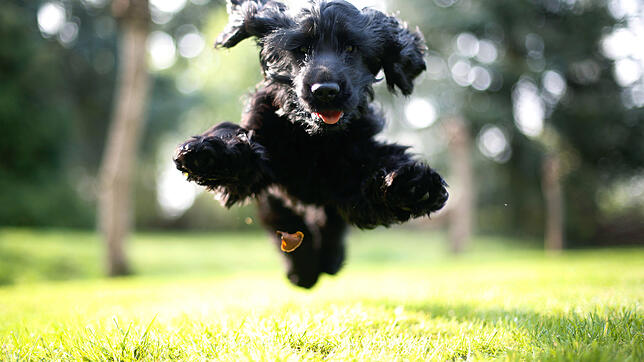 Toben gerne mal wild herum: Hunde wie der Cocker Spaniel namens &bdquo;Lilli&ldquo;.