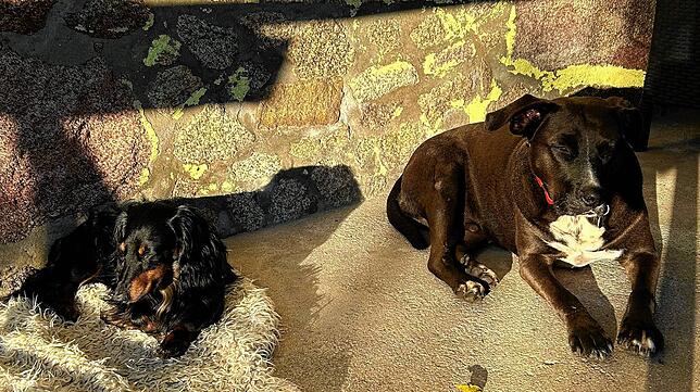 Dackel Max freundet sich schnell mit Blacky, dem Haushund, an.