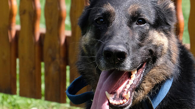 Das ist nicht der gesuchte Hund, sondern ein Polizeihund und nur ein Symbolbild. Zwischen Salem und Uhldingen-Mühlhofen war am Samstag ...