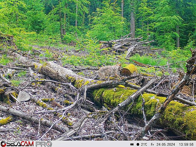 Eine Wildtierkamera nimmt Ende Mai 2024 einen Wolf im Röttlerwald auf.