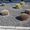 Pflanzen ragen aus einem Vorgarten mit grauen und schwarzen Kieselsteinen.